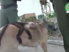 Dog 'adopts' monkey after losing its puppies
