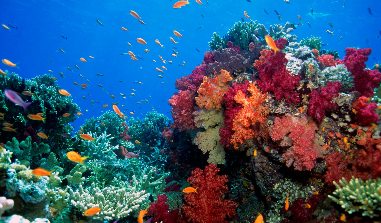 Diving is popular in Fiji due to its beautiful soft coral reefs