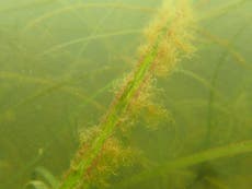 Sewage and livestock waste is killing Britain's seagrass meadows