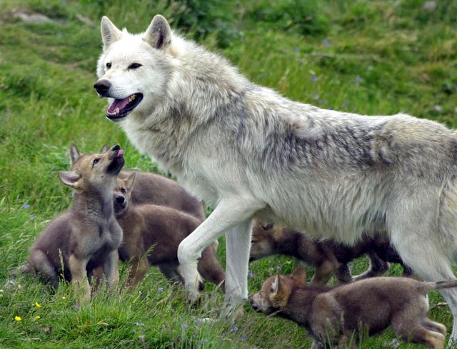 Several countries across Europe are actively reintroducing wolves