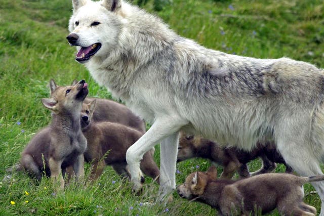 Several countries across Europe are actively reintroducing wolves