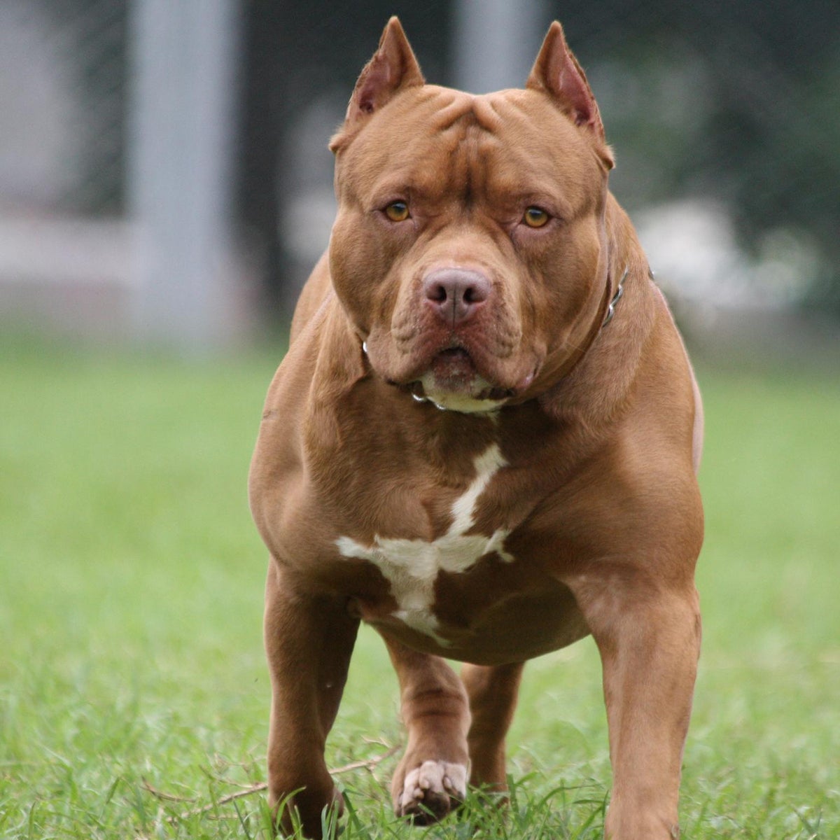 Pit bull dog 'protects child from burglar' in Nebraska | The ...