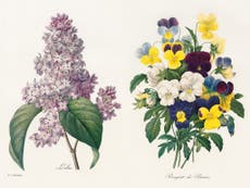 ‘The Book of Flowers’ displays the finest treasures of Redouté
