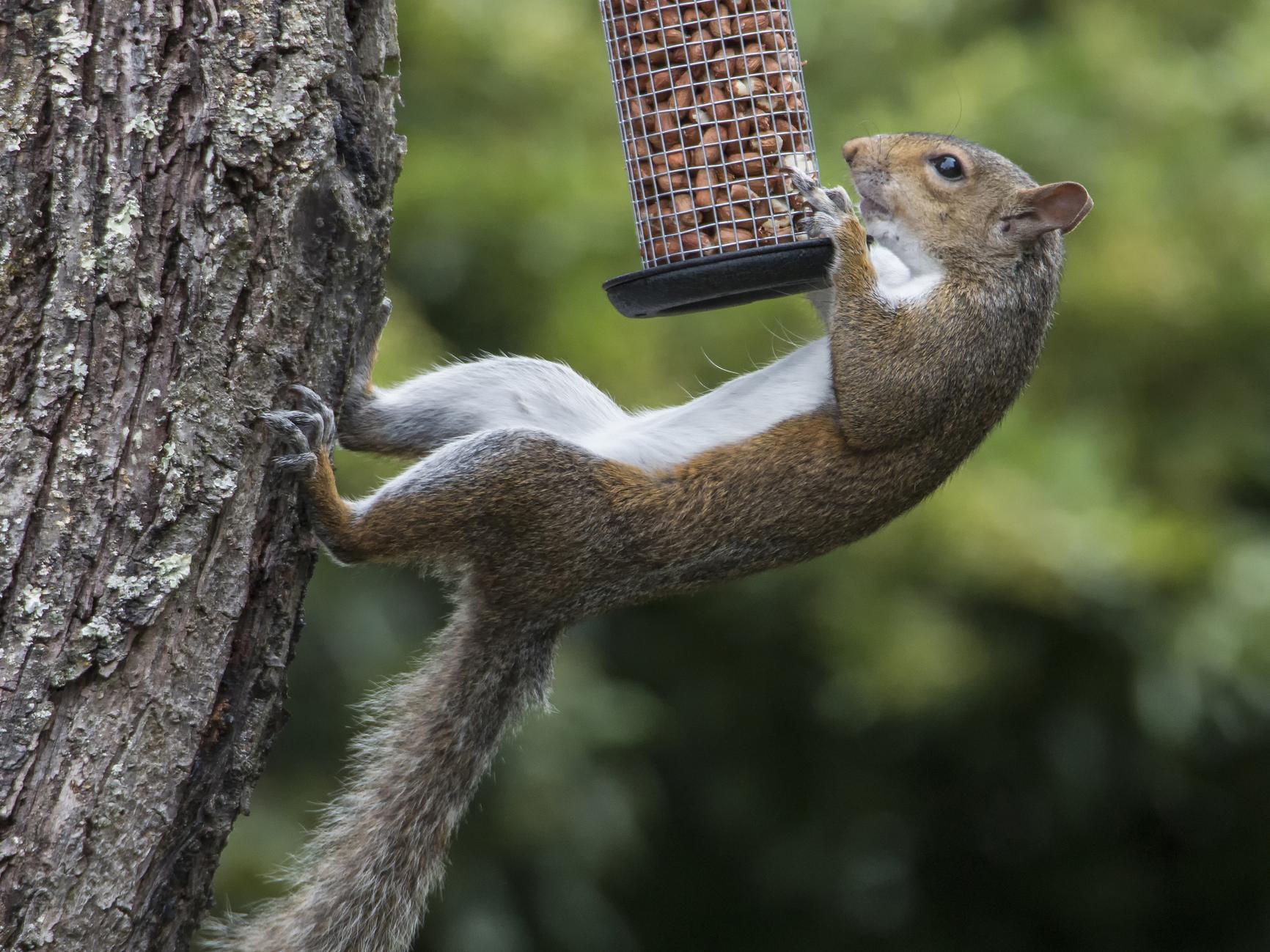 Grey squirrels fared better than reds in difficult food-extraction tasks set by researchers