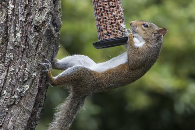 Grey squirrels caused millions of pounds-worth of damage to the UK economy in 2017