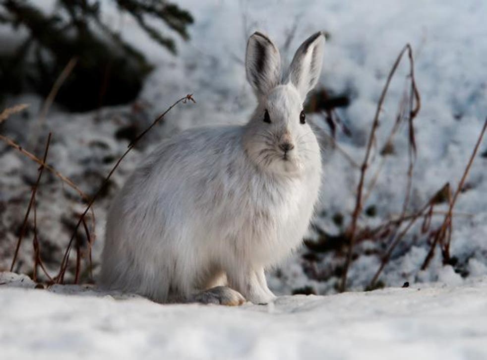 Snowshoe hares usually turn white in winter and brown in summer
