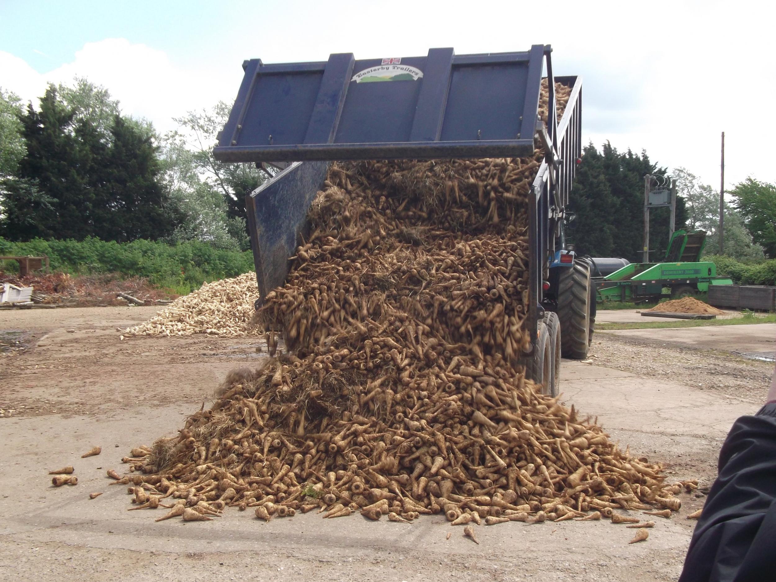 Farmers approached by Feedback said they wasted between 22,000 and 37,000 tonnes of fruit and vegetables, including these parsnips, every year