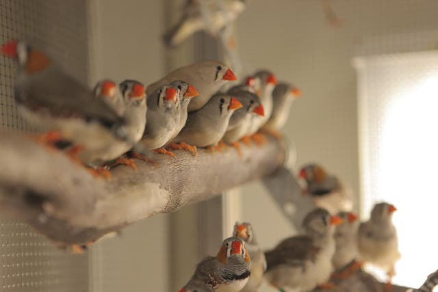 Researchers looking into finch brains say that each sex uses what’s called its sound control system to convert sound waves into social messages