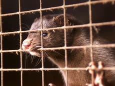 Undercover officer helped animal rights campaigners release 6,000 mink