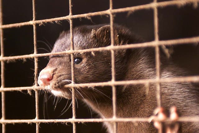 Up to 6,000 mink were released into the Hampshire countryside in 1998