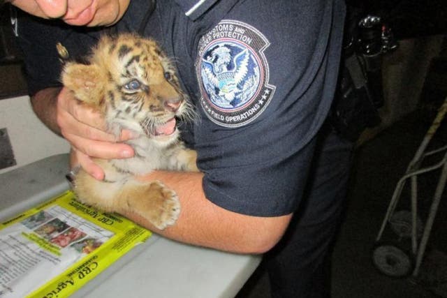 The tiger cub was named Moka and now lives at the San Diego Zoo Safari Park