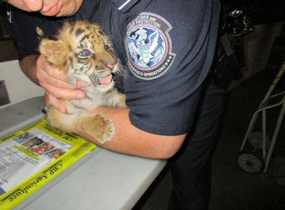 The tiger cub was named Moka and now lives at the San Diego Zoo Safari Park