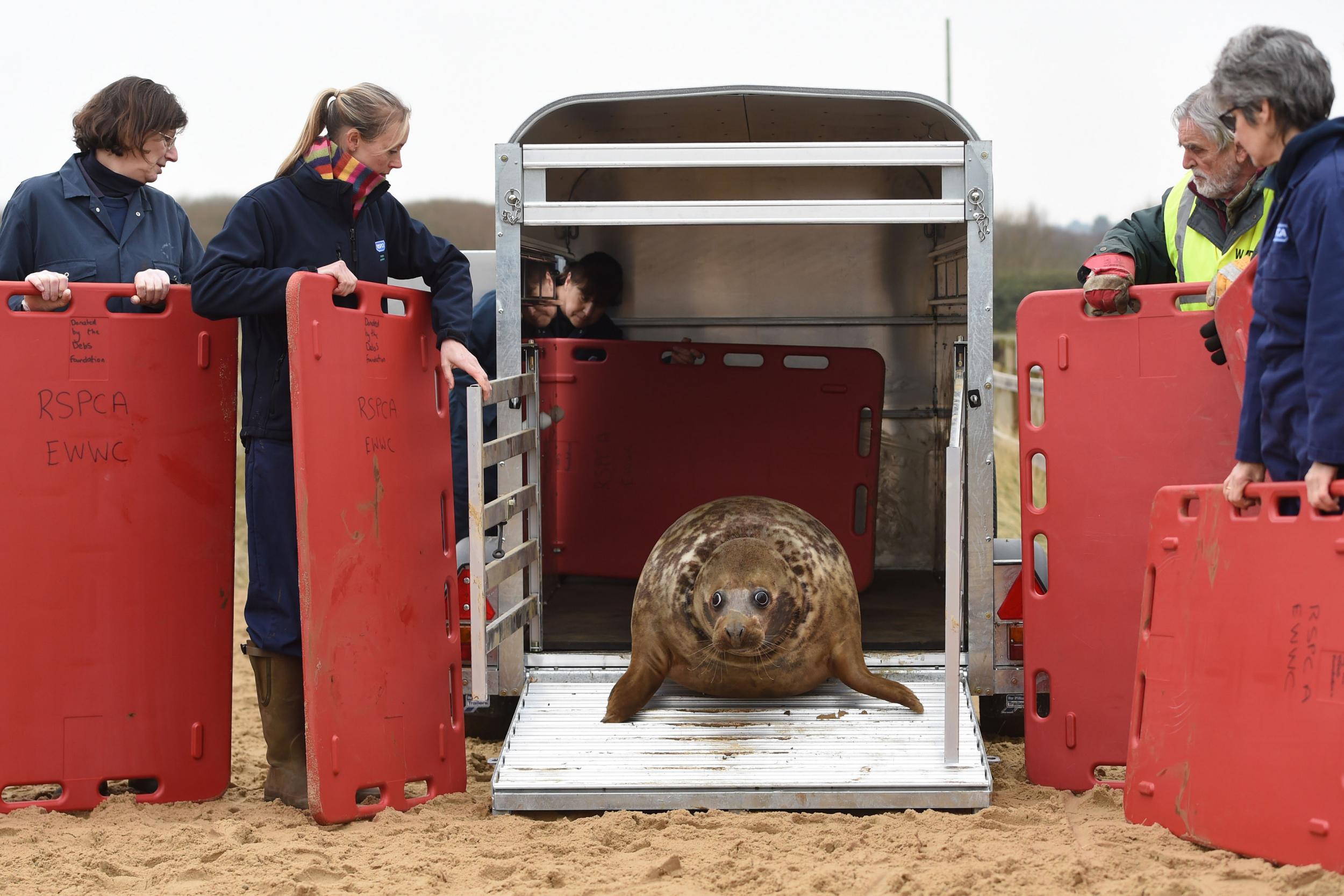 Frisbee is released back into the wild at Horsey Gap in Norfolk