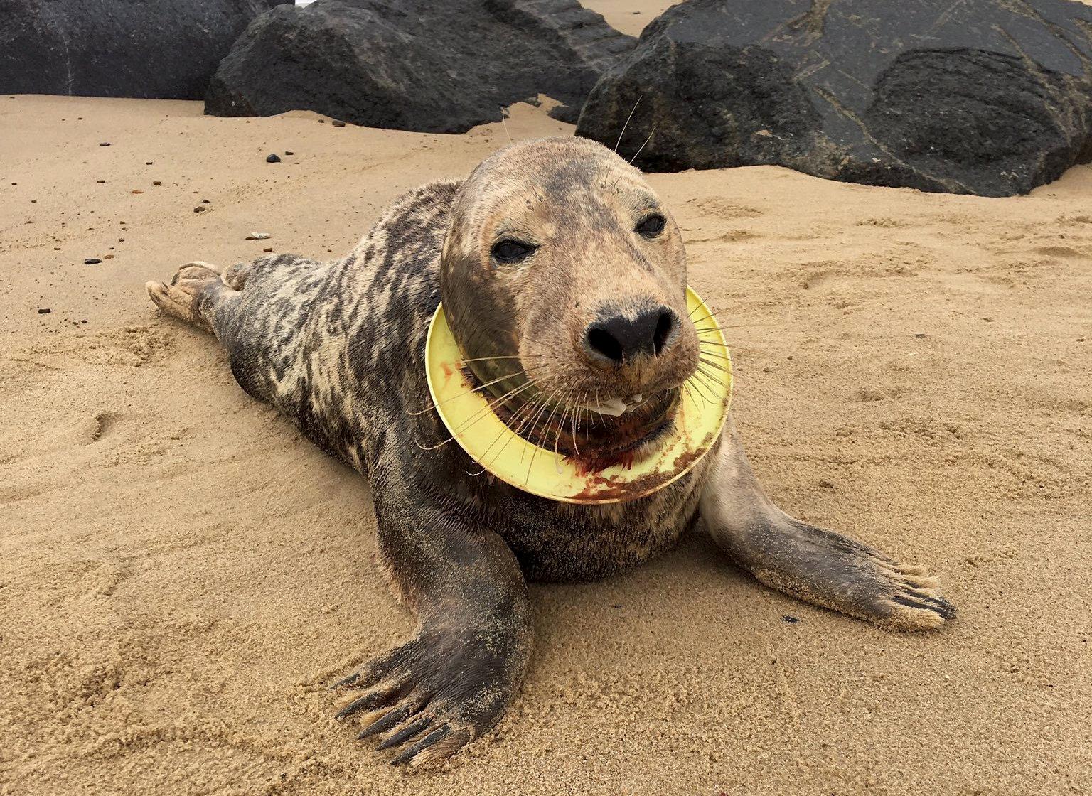 Frisbee was found is thought to have had the plastic ring on her neck for six months