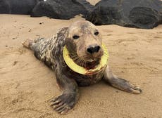 Seal found with frisbee stuck around its neck released back to wild 