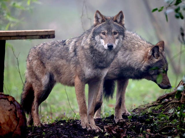 The US Fish and Wildlife service has proposed to strip grey wolves of their protected status, paving the way for hunting nationwide.