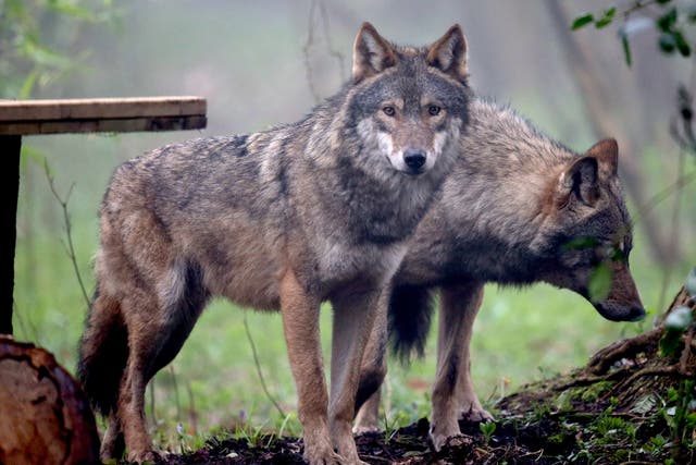 The US Fish and Wildlife service has proposed to strip grey wolves of their protected status, paving the way for hunting nationwide.