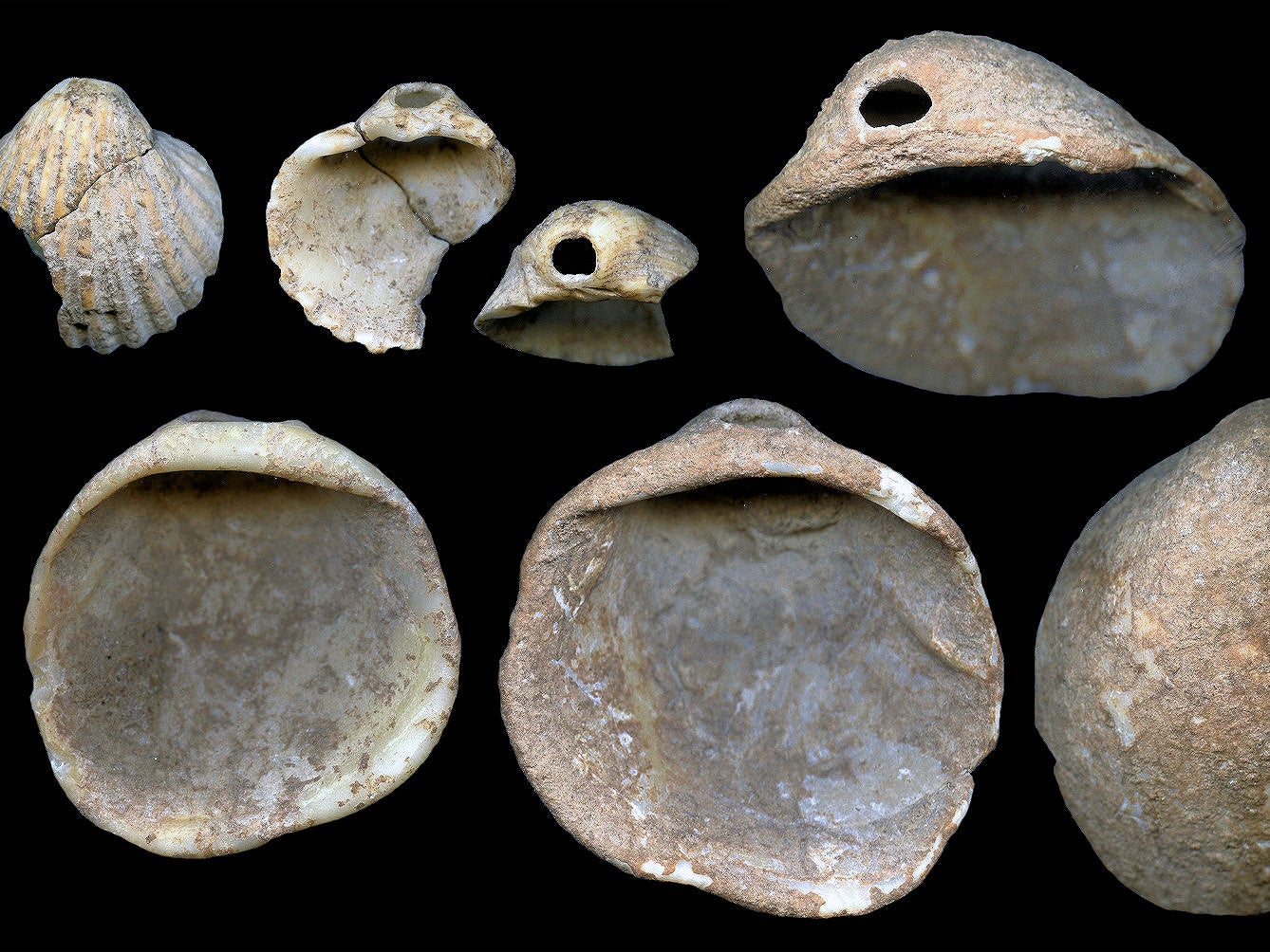 Perforated shells found by archaeologists and attributed to Neanderthals. Some of these shells had remnants of pigments on them (J Zilhao)