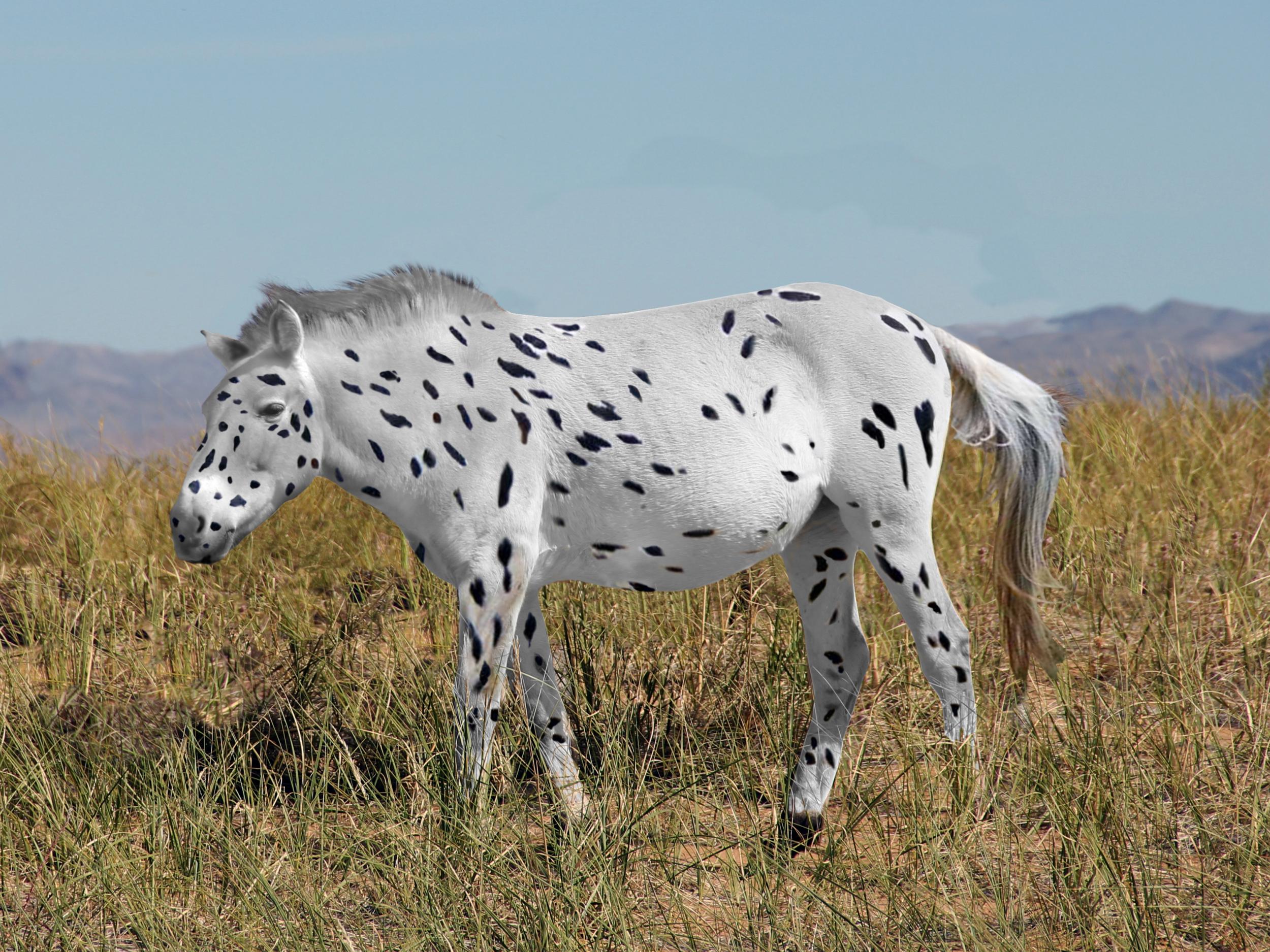 The ancestors of the Przewalski's horses that inhabit Mongolia today were bred to have "leopard spot" marks on their skin