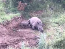 Rhino calf filmed suckling dead mother killed by poachers 