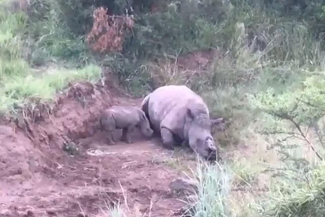 The young rhino was found suckling its dead mother in a national park in South Africa