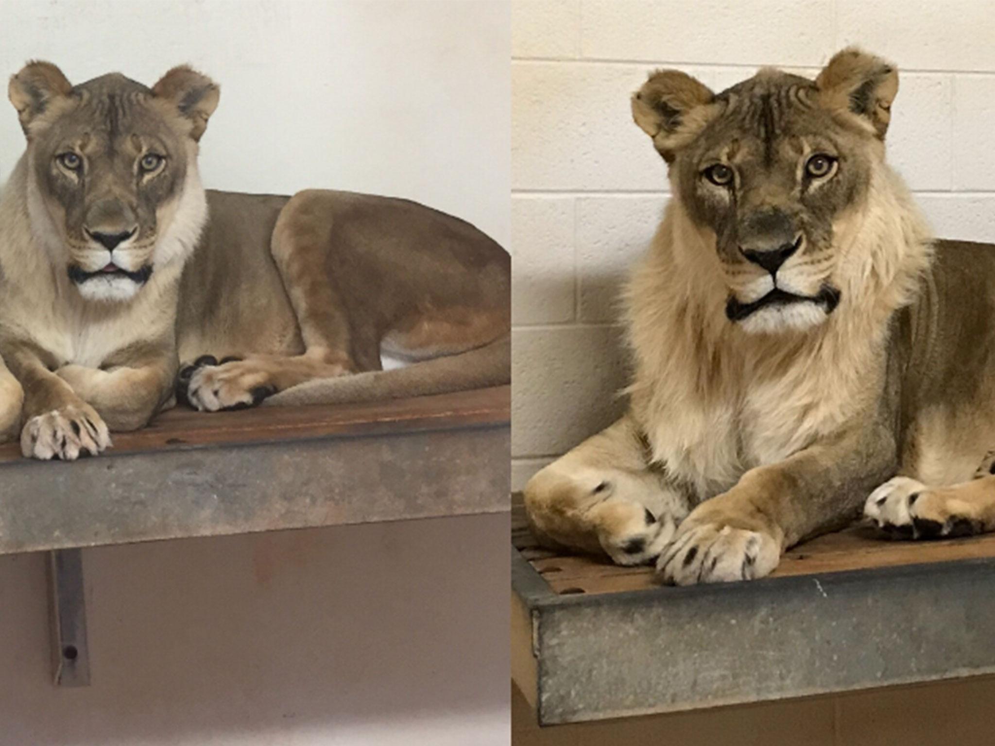 Bridget, an 18-year-old lioness, suddenly sprouts a majestic mane