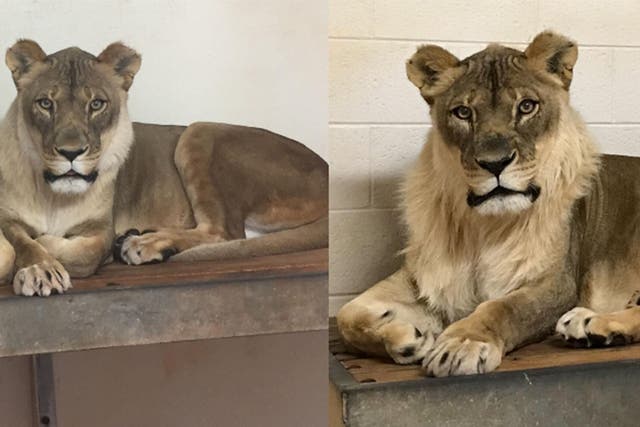 Bridget the lioness began growing the unusual facial hair last year