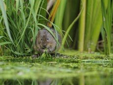 Third of water voles’ habitats vanish, study revealed