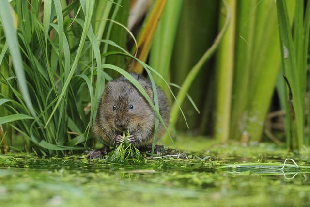 The rodent is the fastest declining wild mammal within Britain