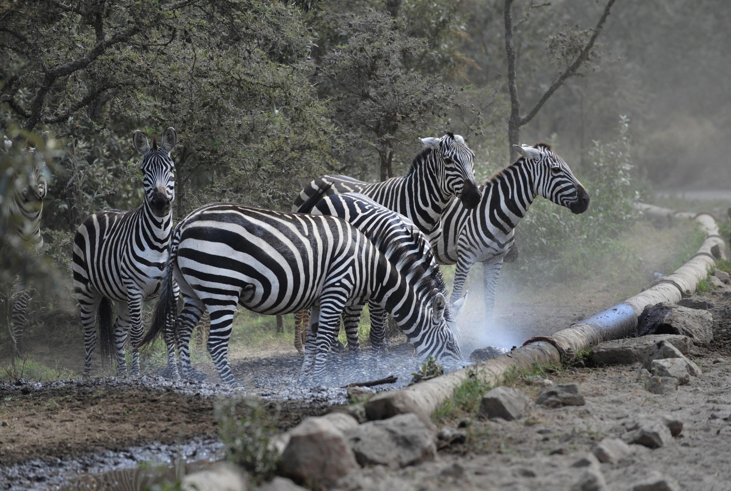 Zebra gather at a leaky pipe carrying condensed water that will be injected back into wells near the Olkaria plant