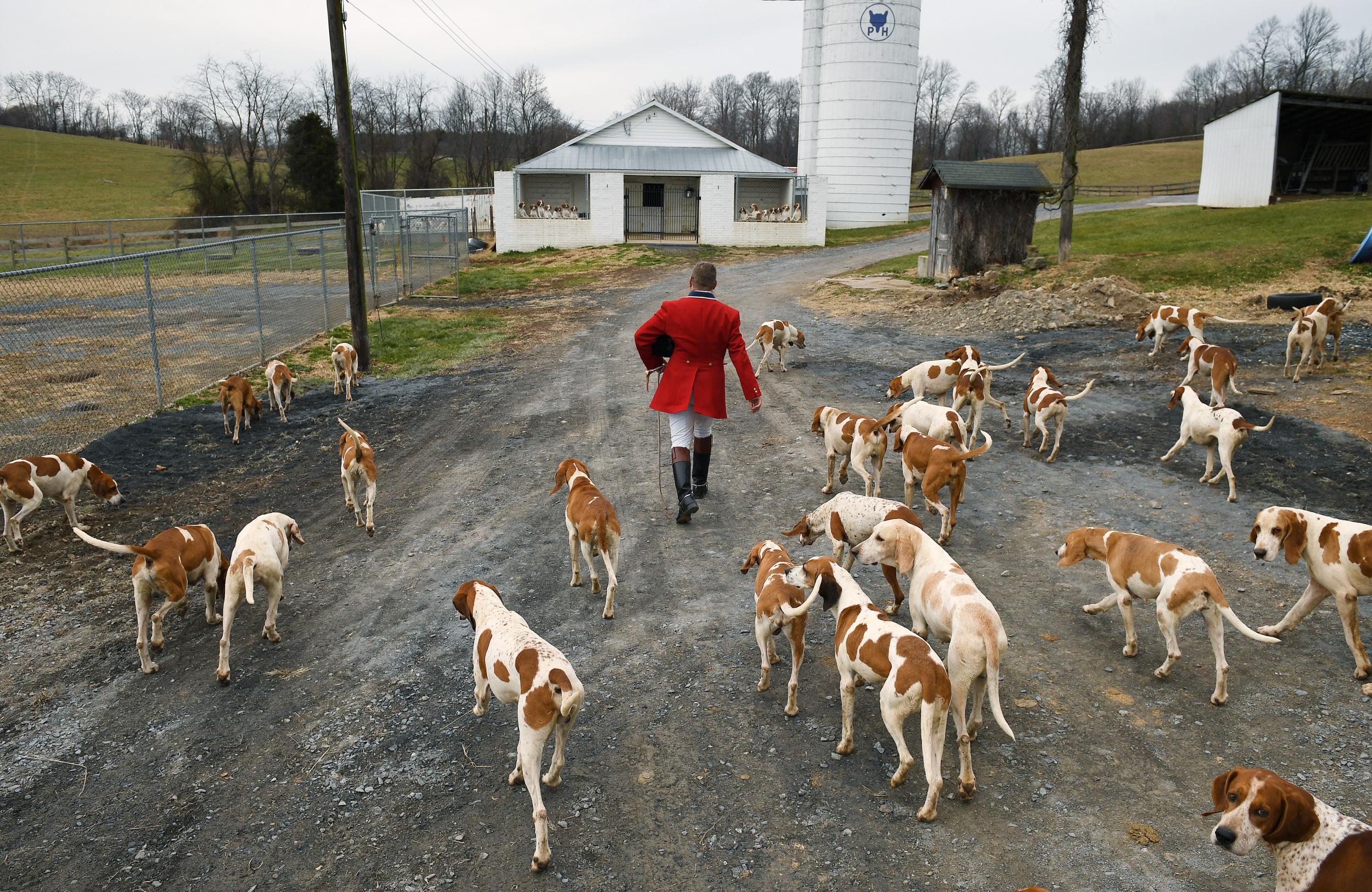 Fox hunting hounds for hot sale sale