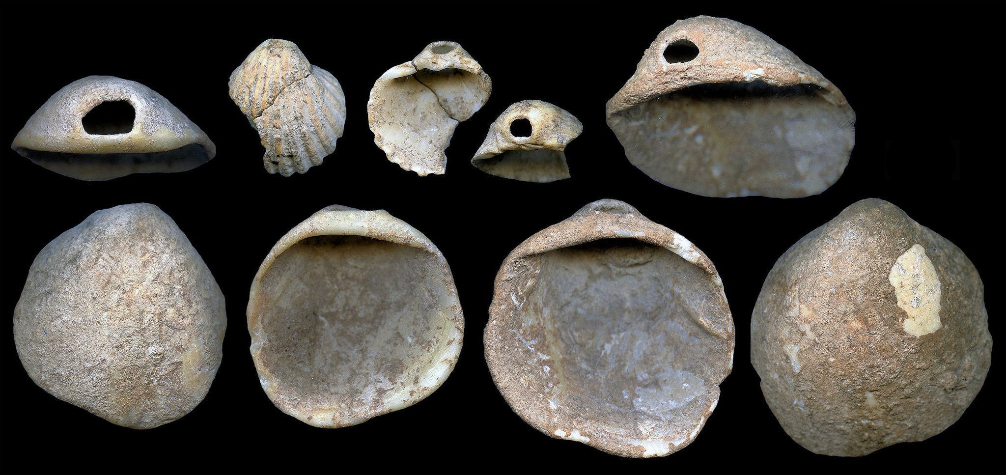 Pierced and coloured shells – previously thought to have been made by humans, but the new study suggests Neanderthals may have been responsible (J Zilhao)