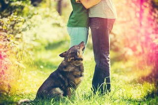 Animal attraction: studies have found a correlation between having a pet and higher relationship satisfaction
