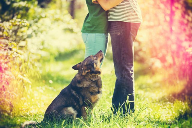 Animal attraction: studies have found a correlation between having a pet and higher relationship satisfaction