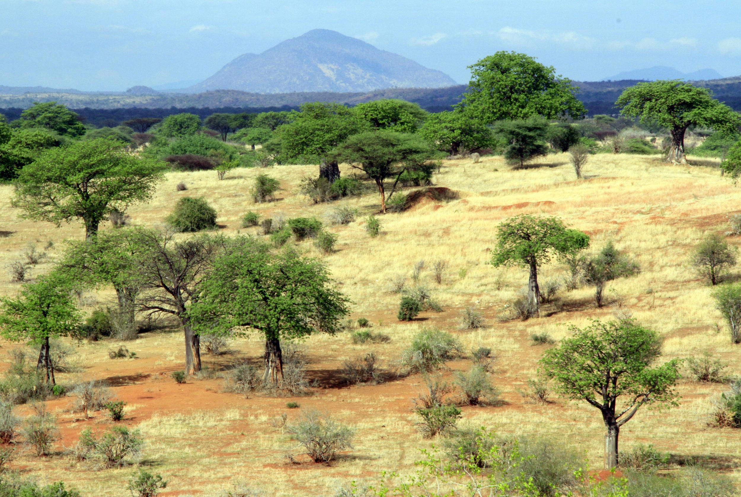 The conservation projects in Ruaha are helping to save lions