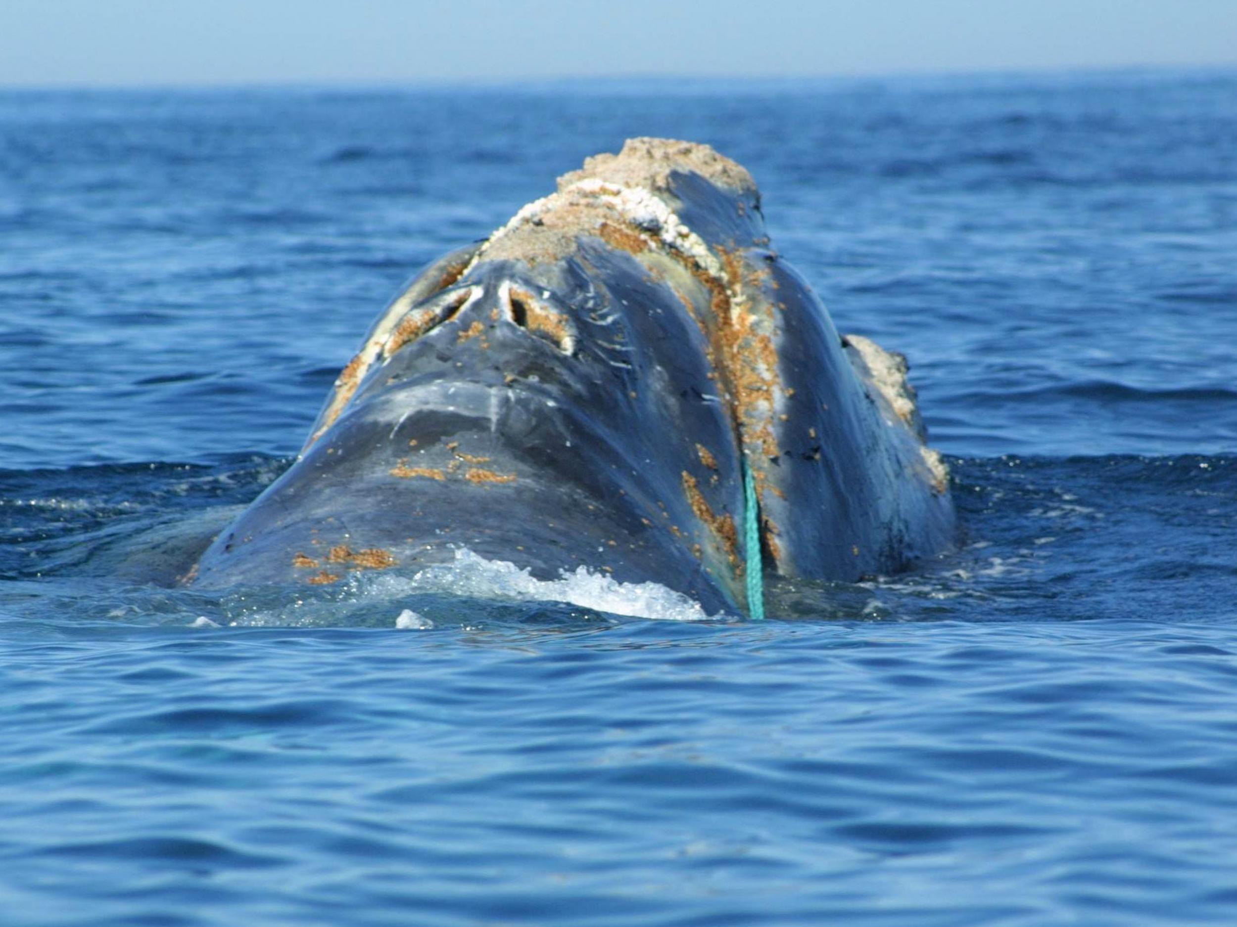 North Atlantic right whale during rescue attempt to free it from fishing tackle