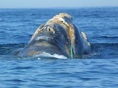 North Atlantic right whales face extinction as no new births recorded
