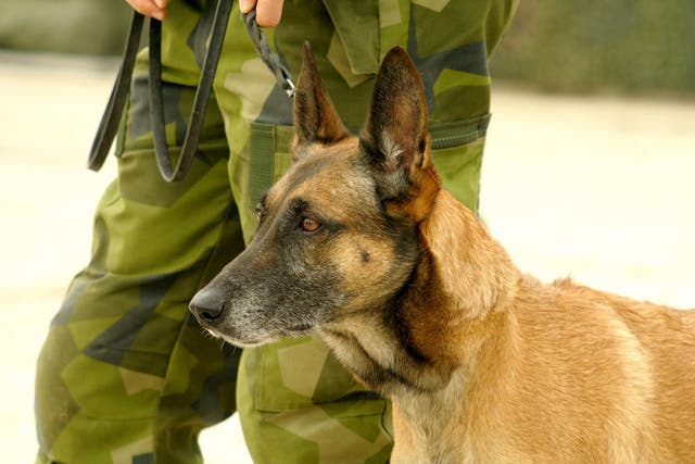 New figures released by the Ministry of Defence show 38 military working dogs were euthanised between March and December last year.