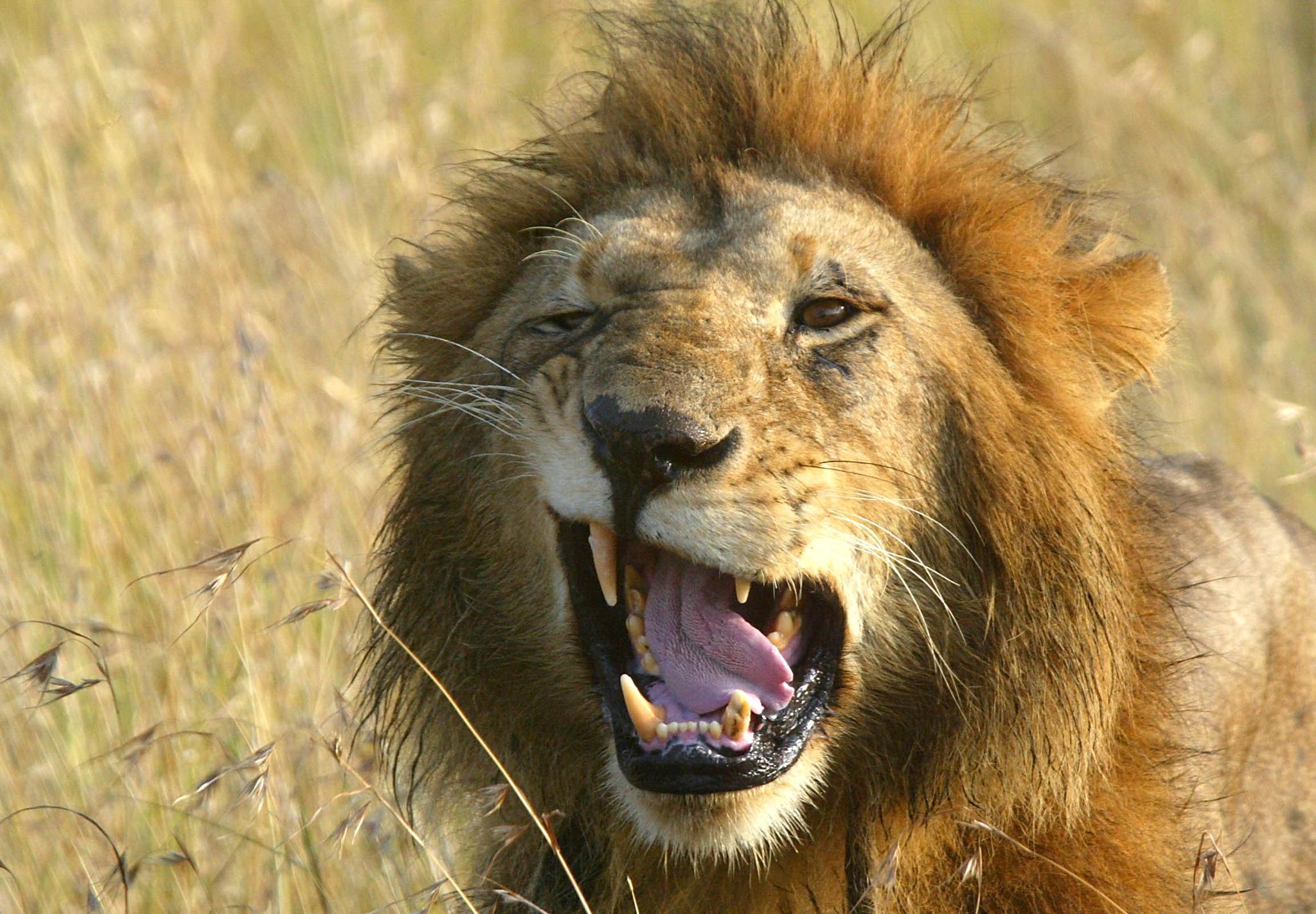 Why do male lions roar? - African Safaris Ltd