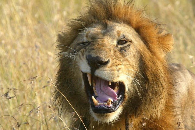 The project is urging locals to stop their traditional lion hunts