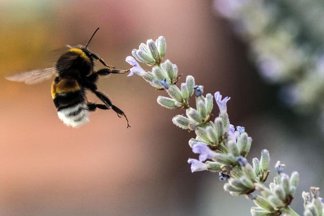 The new report found that neonicitinoid pesticides are harmful to both domestic honeybees and wild bees