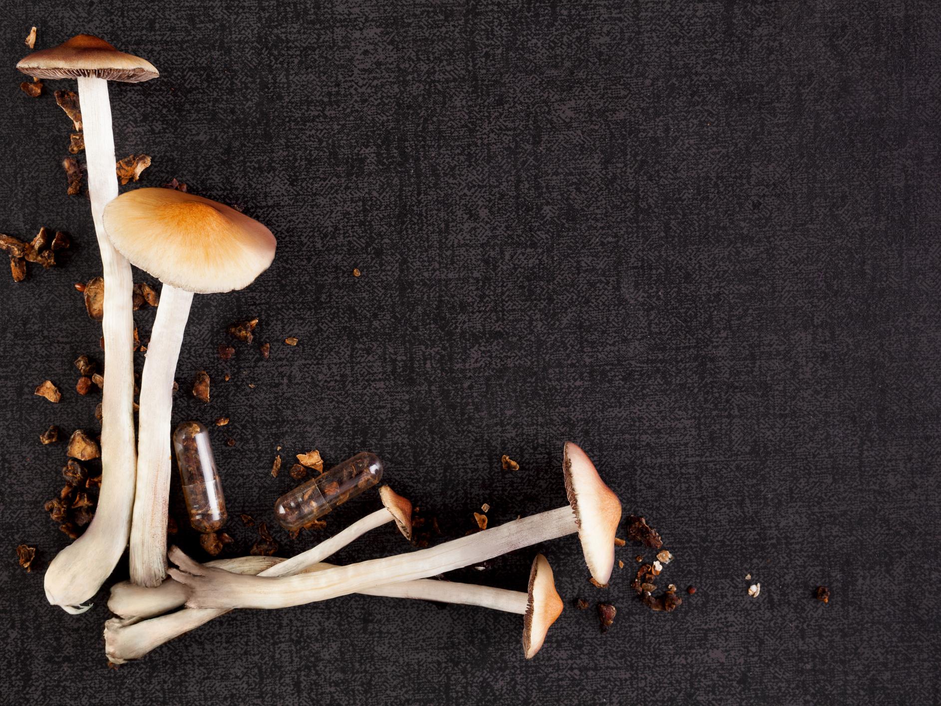 Magic mushrooms may have evolved their psychedelic properties as a defence mechanism