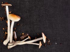 Magic mushrooms evolved hallucinogenic chemicals to keep insects away