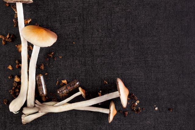Magic mushrooms may have evolved their psychedelic properties as a defence mechanism
