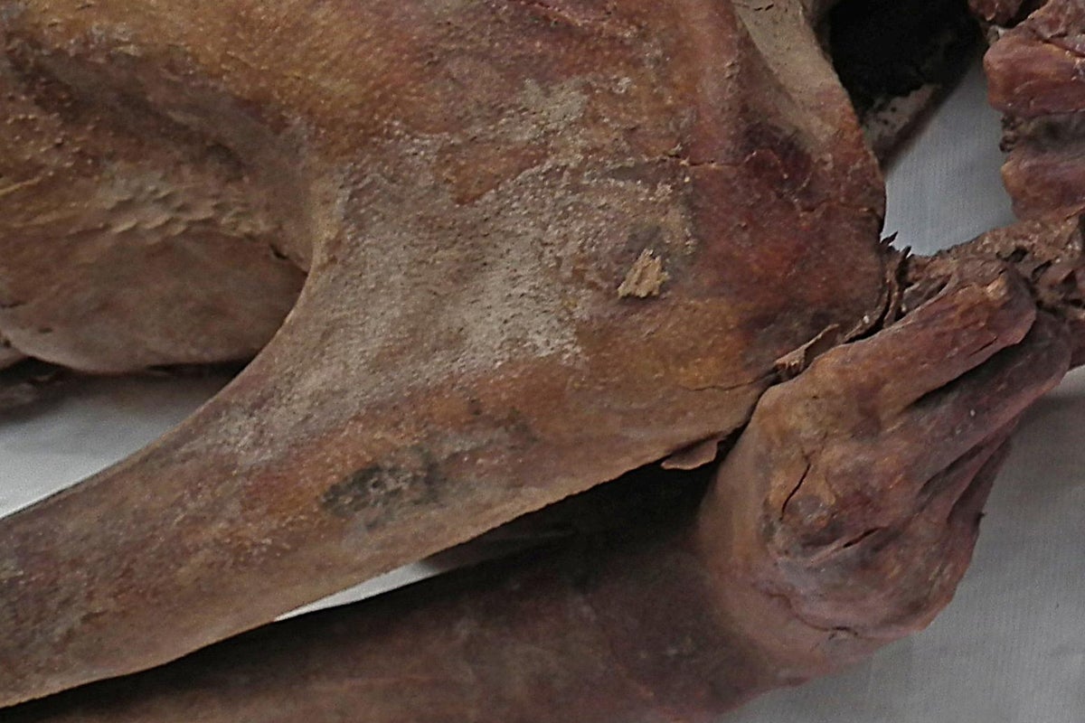 World's oldest tattoo art found on Egyptian mummy that has been in ...