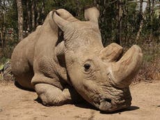 New DNA insight may help save northern white rhino from extinction