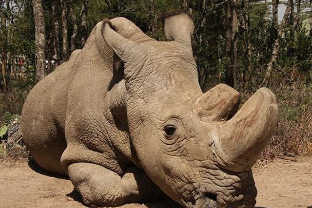 Sudan, the world's last male northern white rhino, has an infection