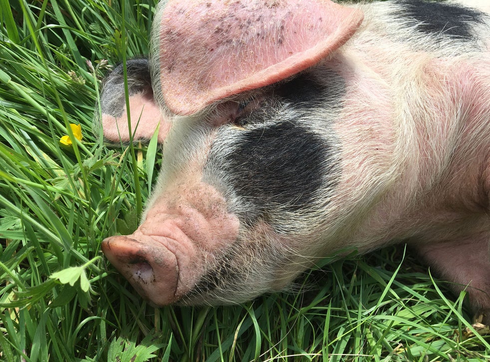 The Three Little Pigs That Were Hand Reared To Be Eaten The Independent The Independent