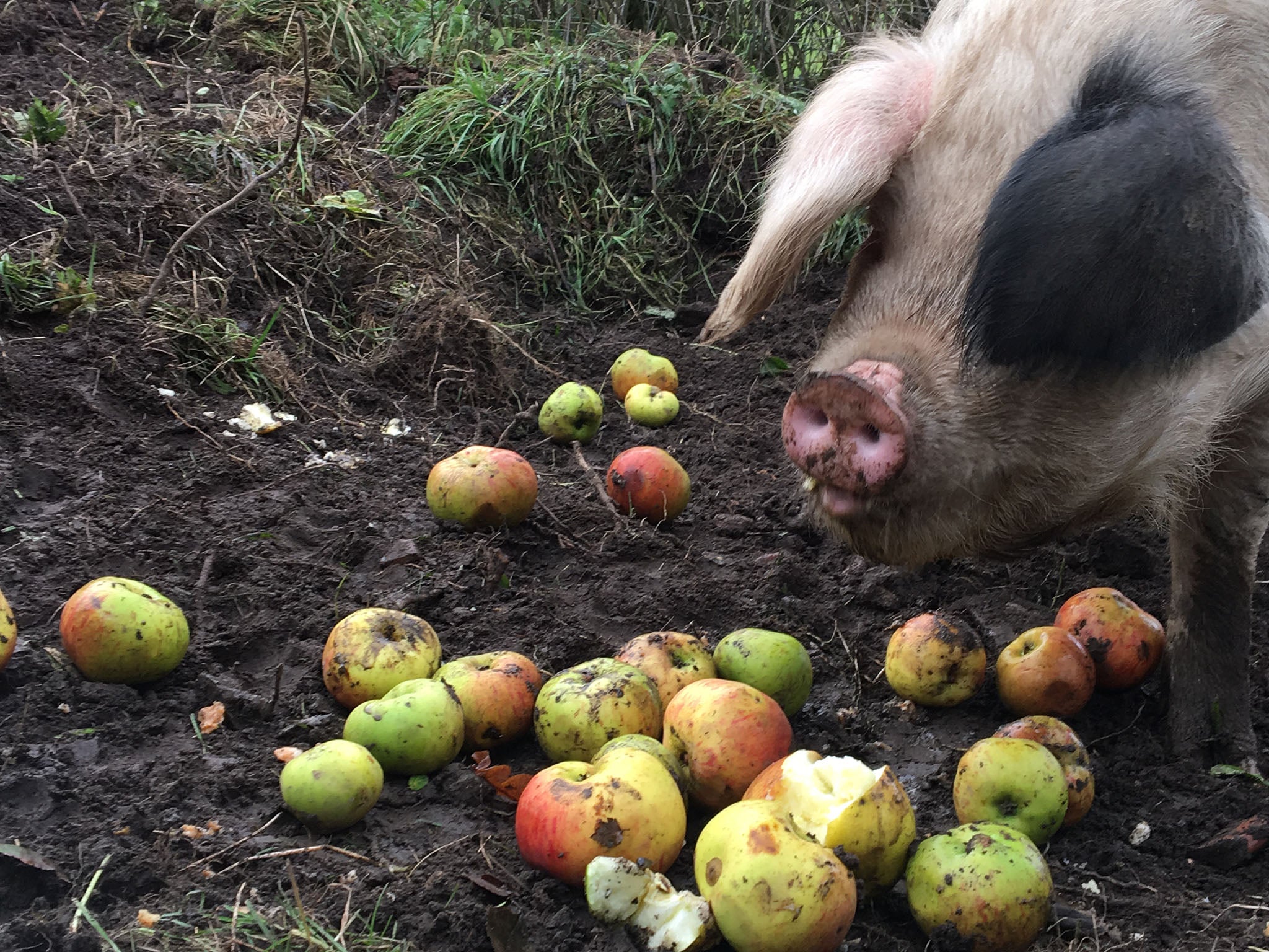 The pigs were fed on apples which gave the meat a nutty and fruity flavour (Millie Diamond)