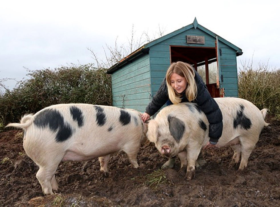 The Three Little Pigs That Were Hand Reared To Be Eaten The Independent The Independent